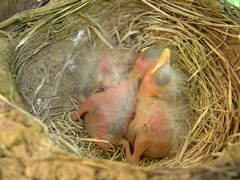 Photo of baby robins in nest on Day 4