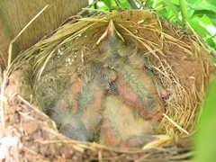 Photo of baby robins in nest on Day 7