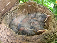 Photo of baby robins in nest on Day 8