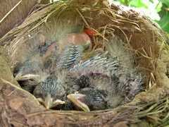 Photo of baby robins in nest on Day 9