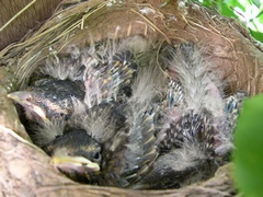 Photo of baby robins in nest on Day 10