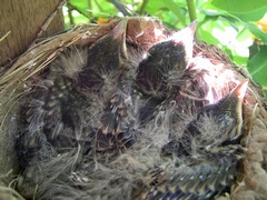 Photo of baby robins in nest on Day 11?