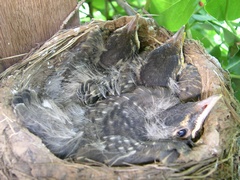 Photo of baby robins in nest on Day 12?