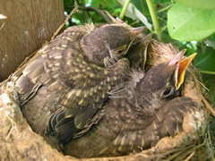 Photo of baby robins in nest on Day 13?