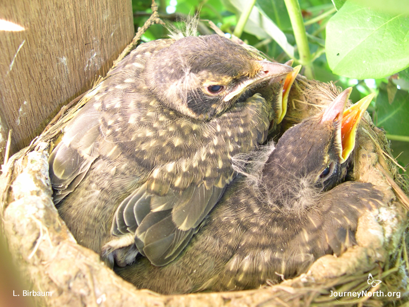American Robin
