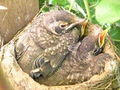 Photo of baby robins in nest on Day 13?