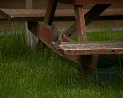 Baby robin flies up to picnic table bench