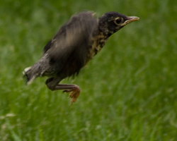 Baby robin jumps and flaps, learning to fly.