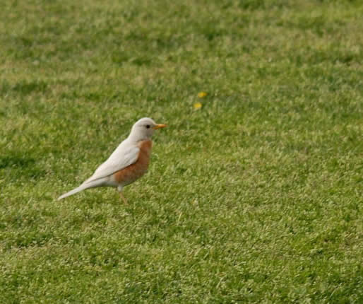 A leucistic robin