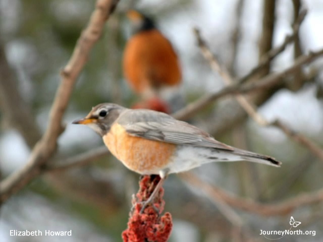 Robin Male or Female?