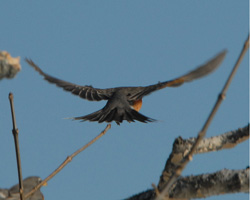 Near-adult robin in flight