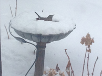 Robin in snow-filled birdbath