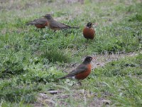 Wave of four robins on the grass