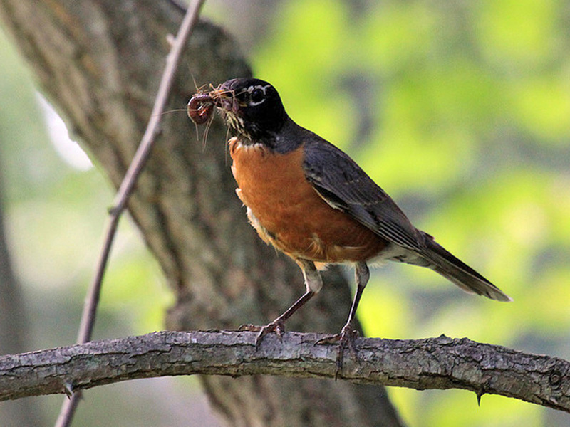 Robin feeding worms