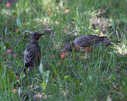 Two juvenile robins by fallen cherries