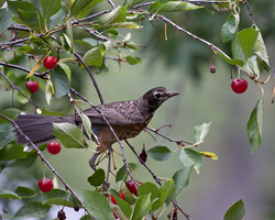 Juvenile robin ponders how to get the cherry.