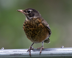 Juvenile robin