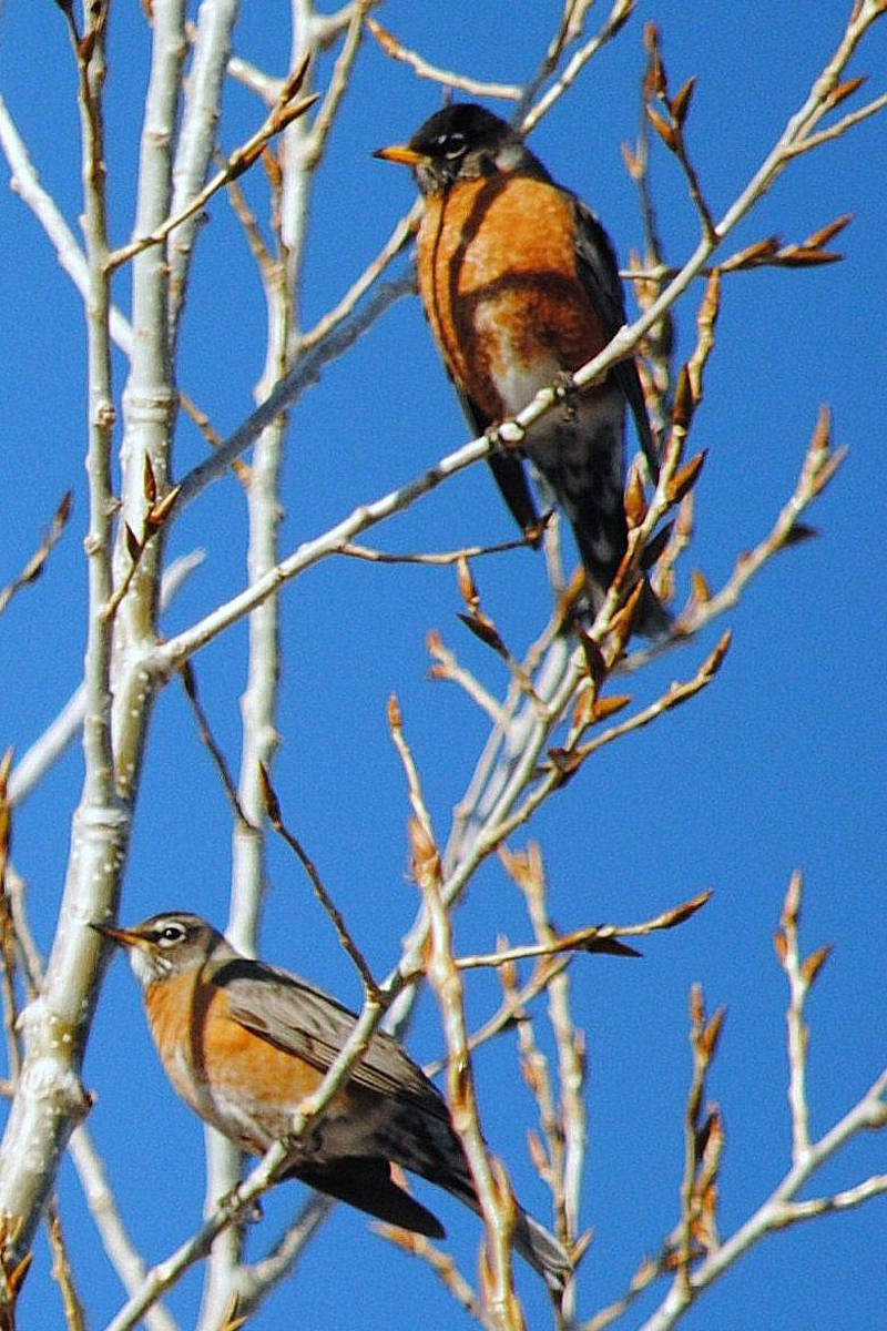 Robin Migration Q & A