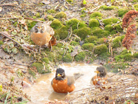 Robins having mud bath