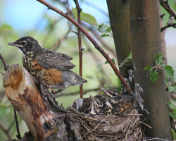 Baby robin about to fledge