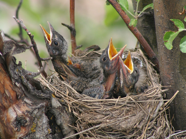 hungry robin nestlings