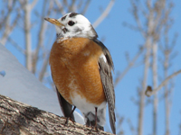 Piebald robin
