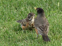 Piebald robin baby with dad robin