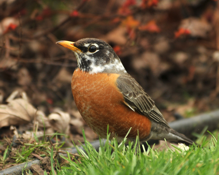 A leucistic robin