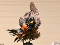 Robin fluffing its feathers after a bath