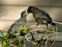 Robin father feeds baby