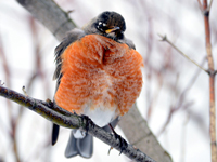 Fluffed feathers keep robin warm.