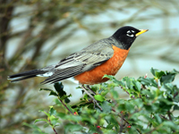 American Robin