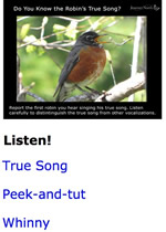 Robins True Song and other Vocalizations