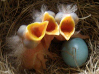Robin Nest