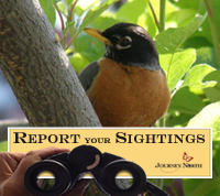Robin Migration: What to Report
