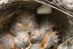 Fecal Sac in Nest