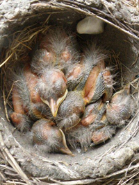Fecal Sac Robin