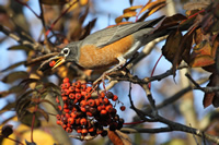 Robin feasting on berries