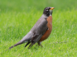 Adult male robin