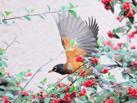 Young robin in flight