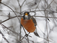 Winter robin