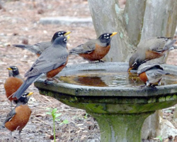 Robins need water all year round.
