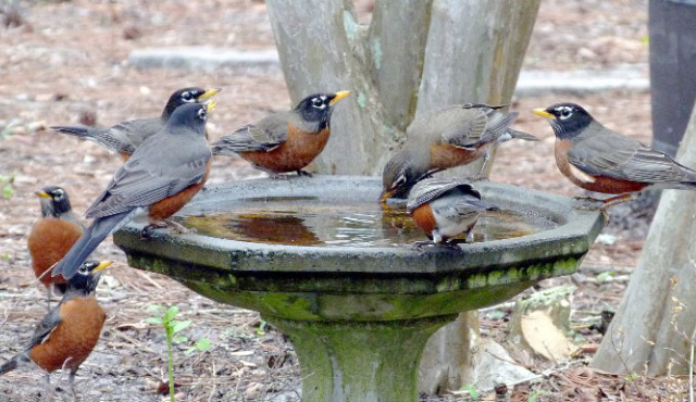 Winter robins flock to water