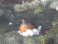 Robin taking shelter in evergreen tree