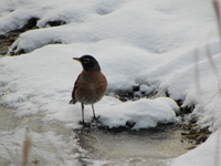 Robin standing in snow by water
