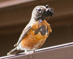 Mud in Beak
