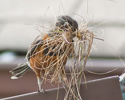Robin nest with egg