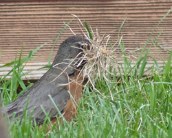 Photo gallery of robin building a nest