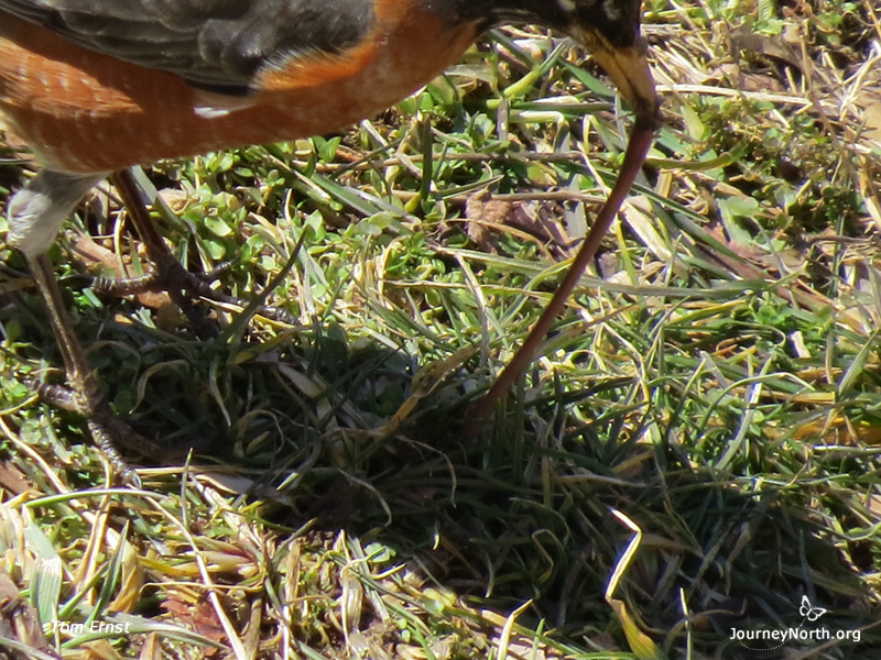 Tugging a Worm