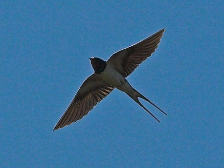 Barn Swallow in flight courtesy of Wikipedia